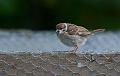 Pilfink - Eurasian tree sparrow (Passer motanus)